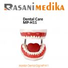 Manikin Dental Gigi MP-H11
